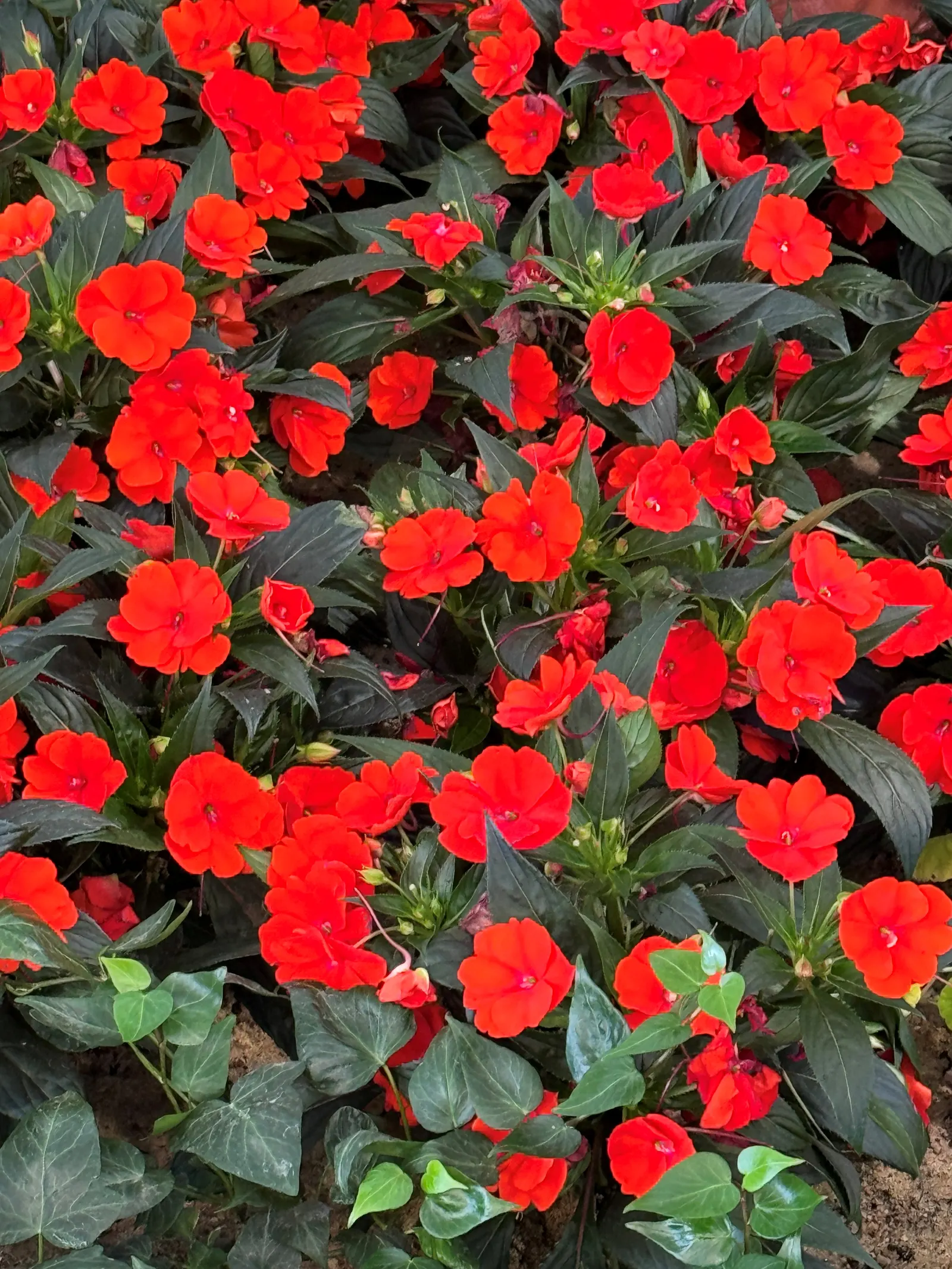 Impatiens, Busy Lizzie (Impatiens Walleriana) — lavender and pink and red and violet flowers in the garden