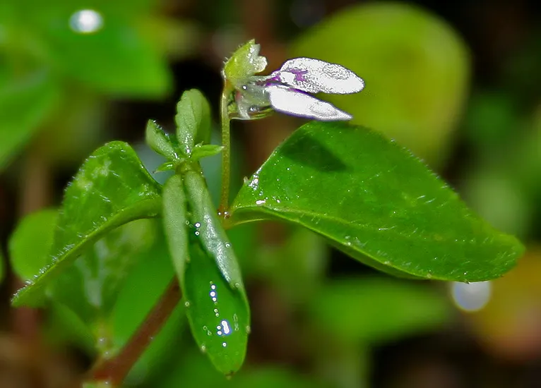 Impatiens, Busy Lizzie (Impatiens Walleriana) — but care should be taken to avoid waterlogging; thrives in USDA hardiness zones 10 to 11, image 153