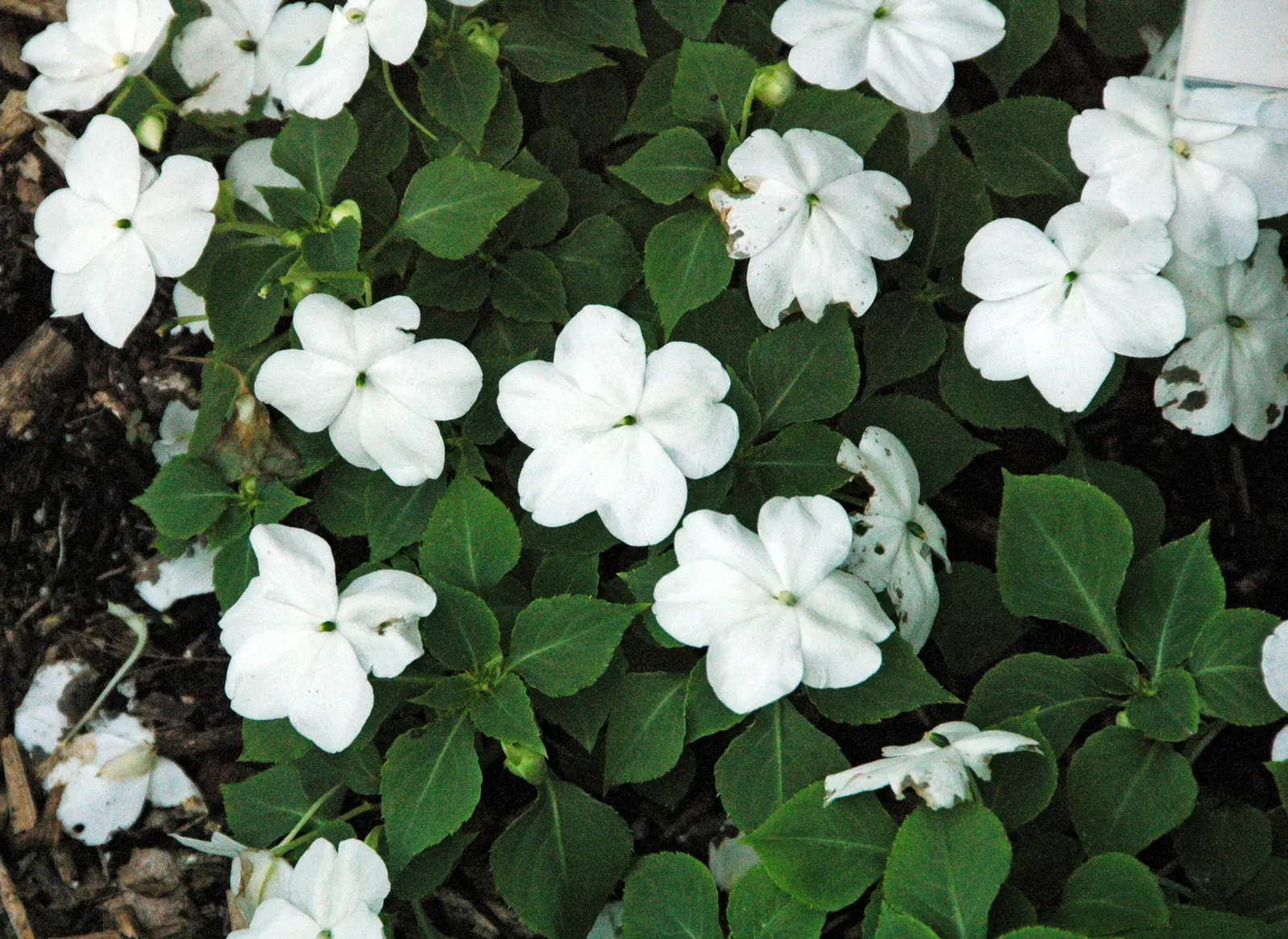 Impatiens, Busy Lizzie (Impatiens Walleriana) — colorful blossoms ranging from white to pink