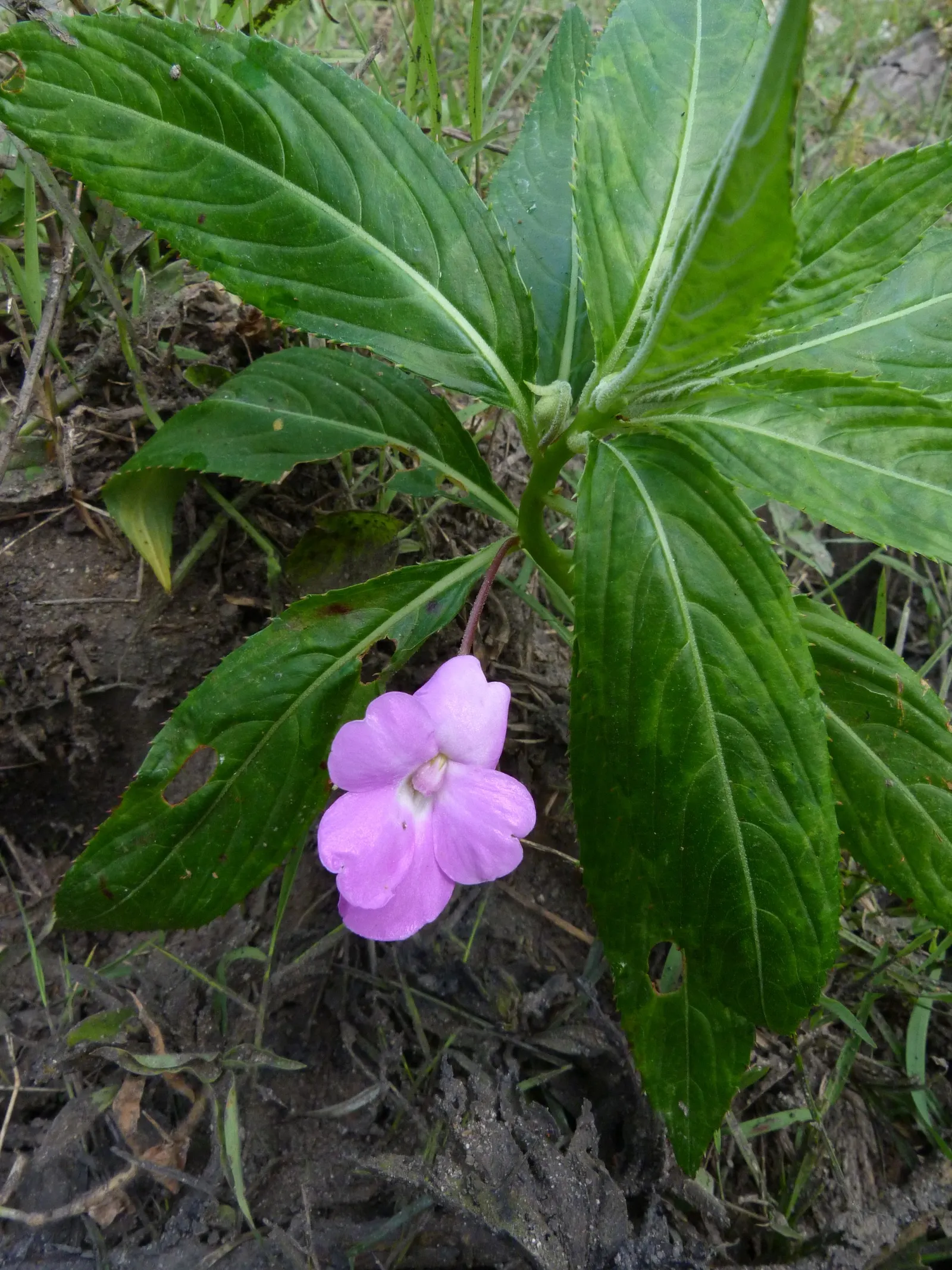 Impatiens, Busy Lizzie (Impatiens Walleriana) — is a vibrant and versatile flowering plant that brings a pop of color to shady landscape designs