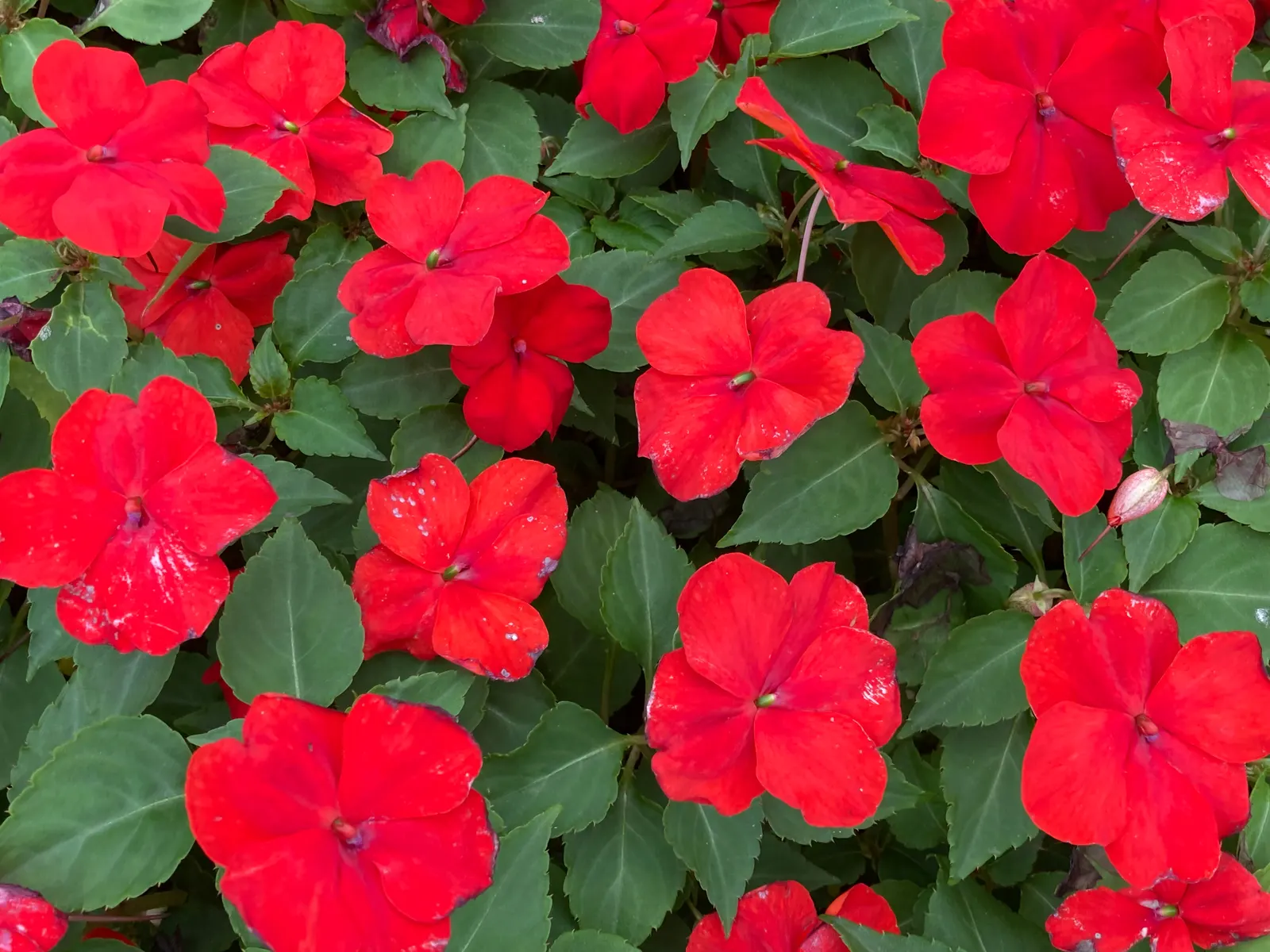 Impatiens, Busy Lizzie (Impatiens Walleriana) — Impatiens walleriana, commonly known as Busy Lizzie, is a vibrant, shade-loving annual; colorful, image 161