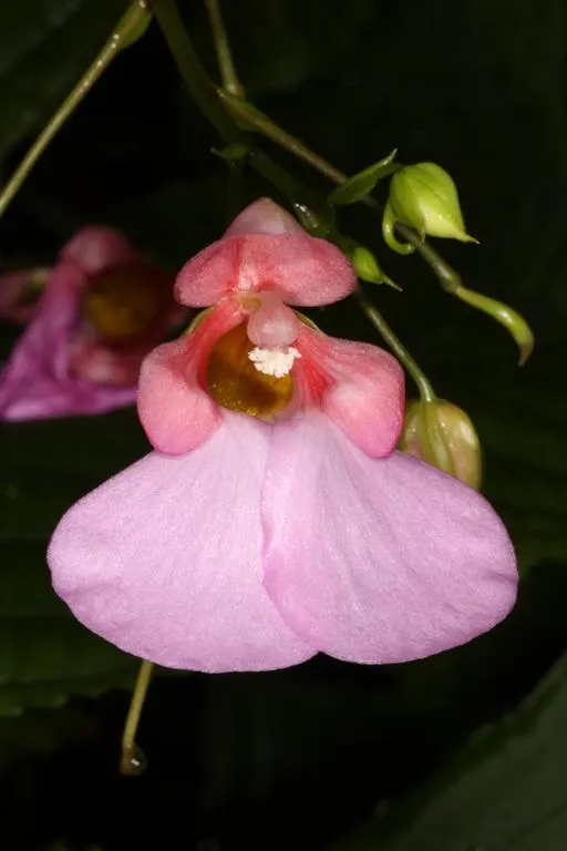 Impatiens, Busy Lizzie (Impatiens Walleriana) — Regular watering is necessary; lavender and pink and red and violet flowers in the garden