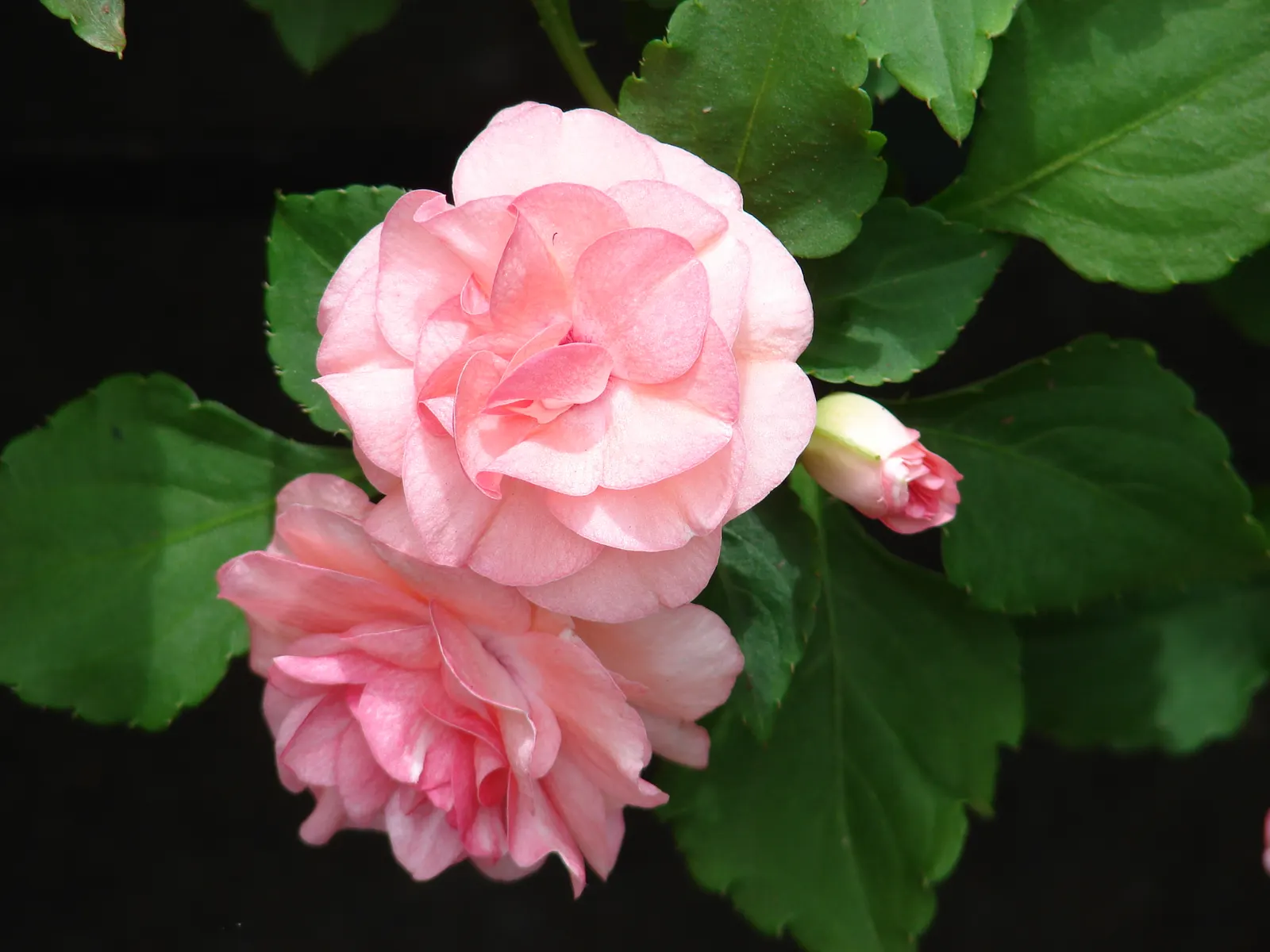 Impatiens, Busy Lizzie (Impatiens Walleriana) — providing continuous visual interest.<br><br>For optimal growth