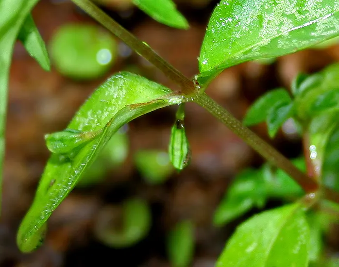 Impatiens, Busy Lizzie (Impatiens Walleriana) — Impatiens walleriana, commonly known as Busy Lizzie, is a vibrant, shade-loving annual; colorful, image 129