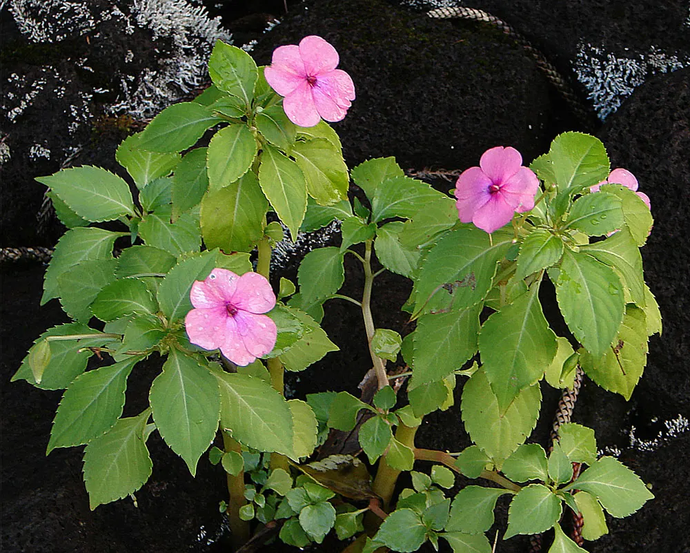 Impatiens, Busy Lizzie (Impatiens Walleriana) — colorful blossoms ranging from white to pink; but care should be taken to avoid waterlogging, image 164