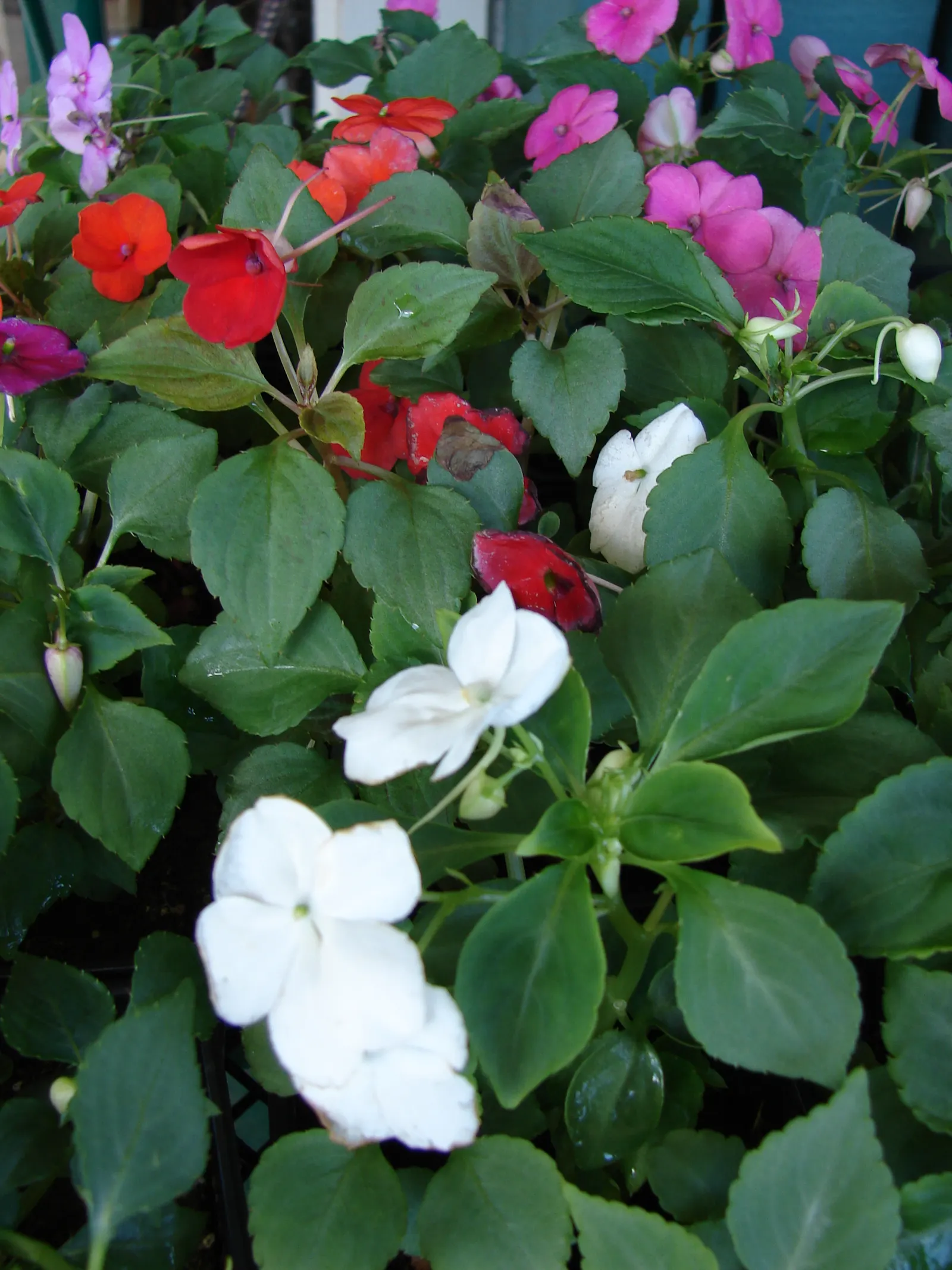 Impatiens, Busy Lizzie (Impatiens Walleriana) — especially in warmer climates