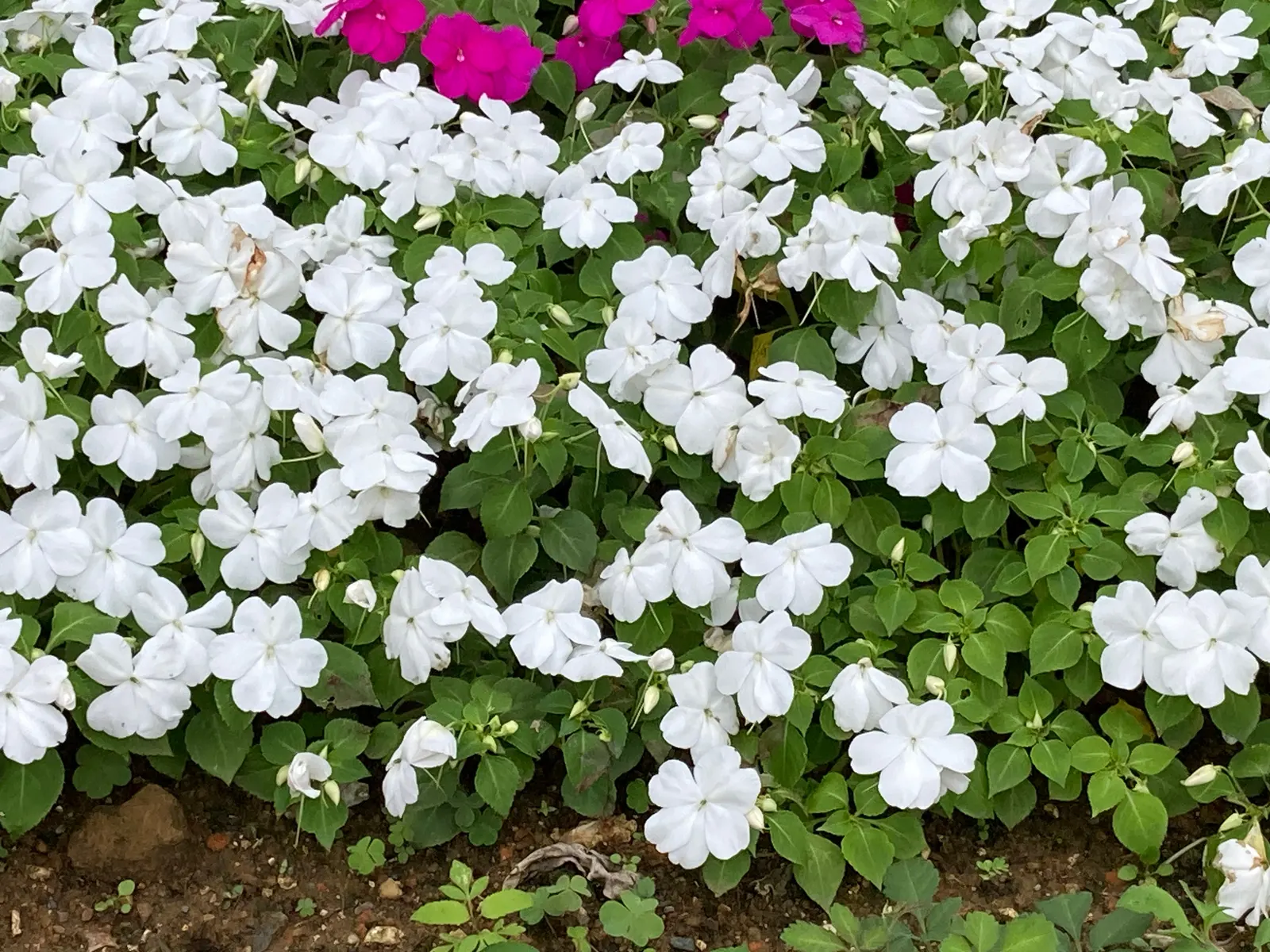 Impatiens, Busy Lizzie (Impatiens Walleriana) — which can lead to root rot; each measuring about 1 to 2 inches in diameter, image 154