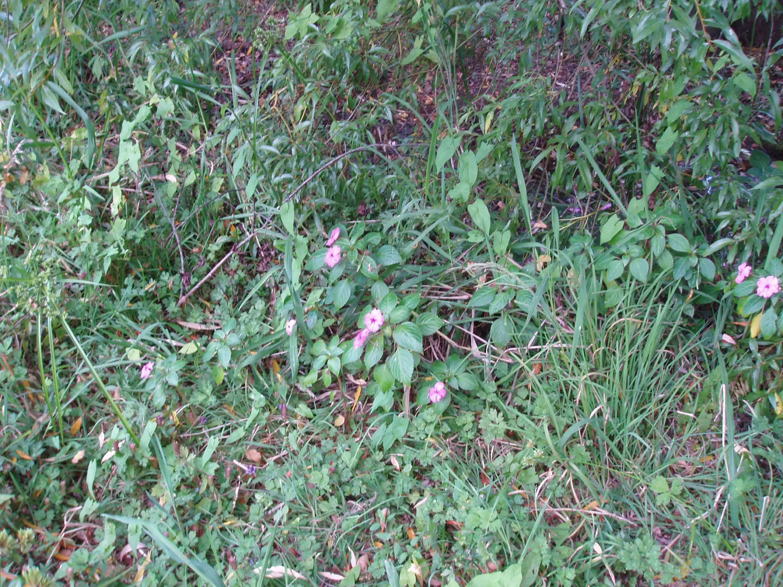 Impatiens, Busy Lizzie (Impatiens Walleriana) — Busy Lizzie requires moist; well-drained soil and offers a continuous display of blooms from spring, image 70