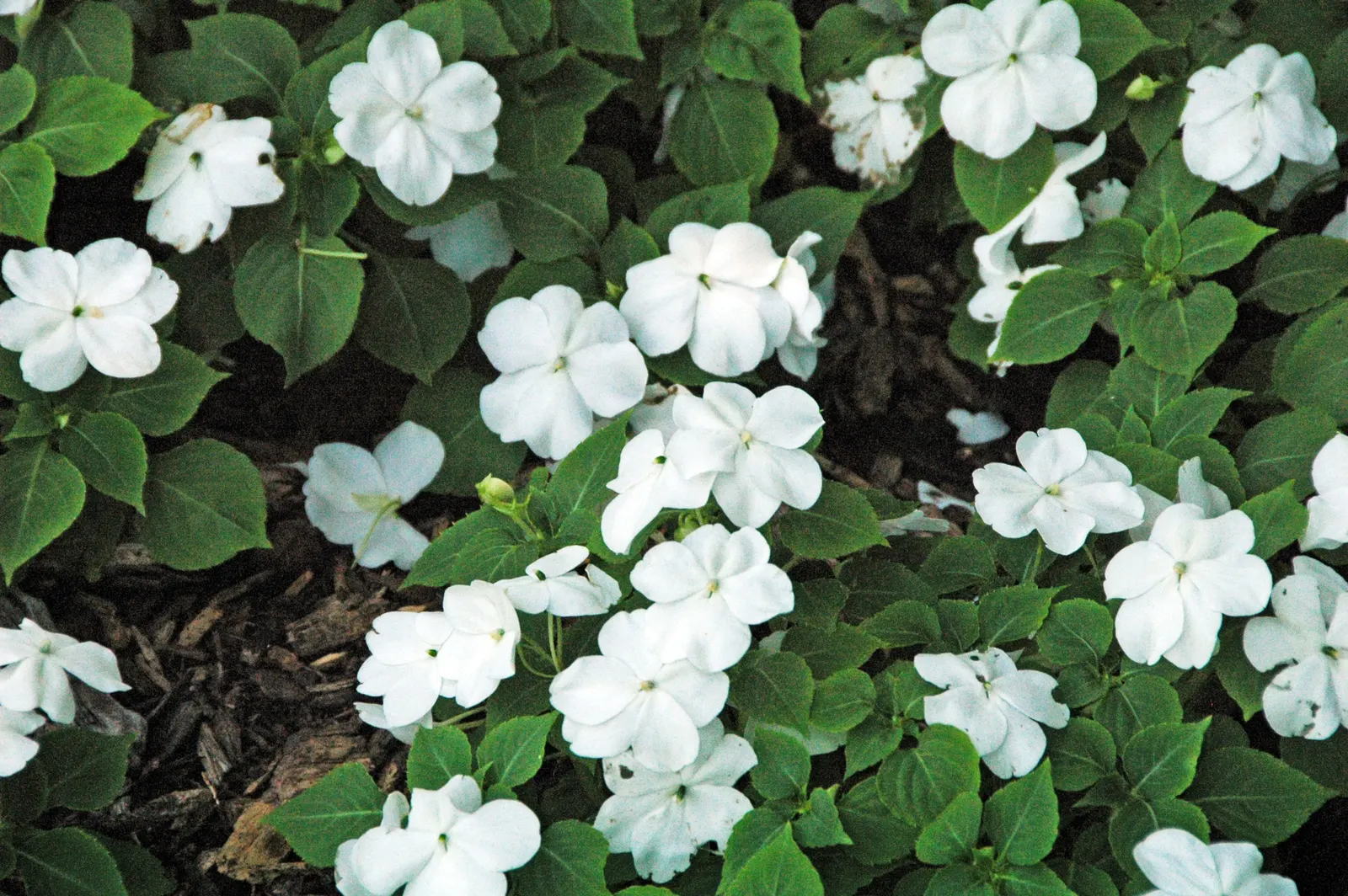 Impatiens, Busy Lizzie (Impatiens Walleriana) — The blooms come in a variety of hues; is a vibrant and versatile flowering plant that brings a pop of color to