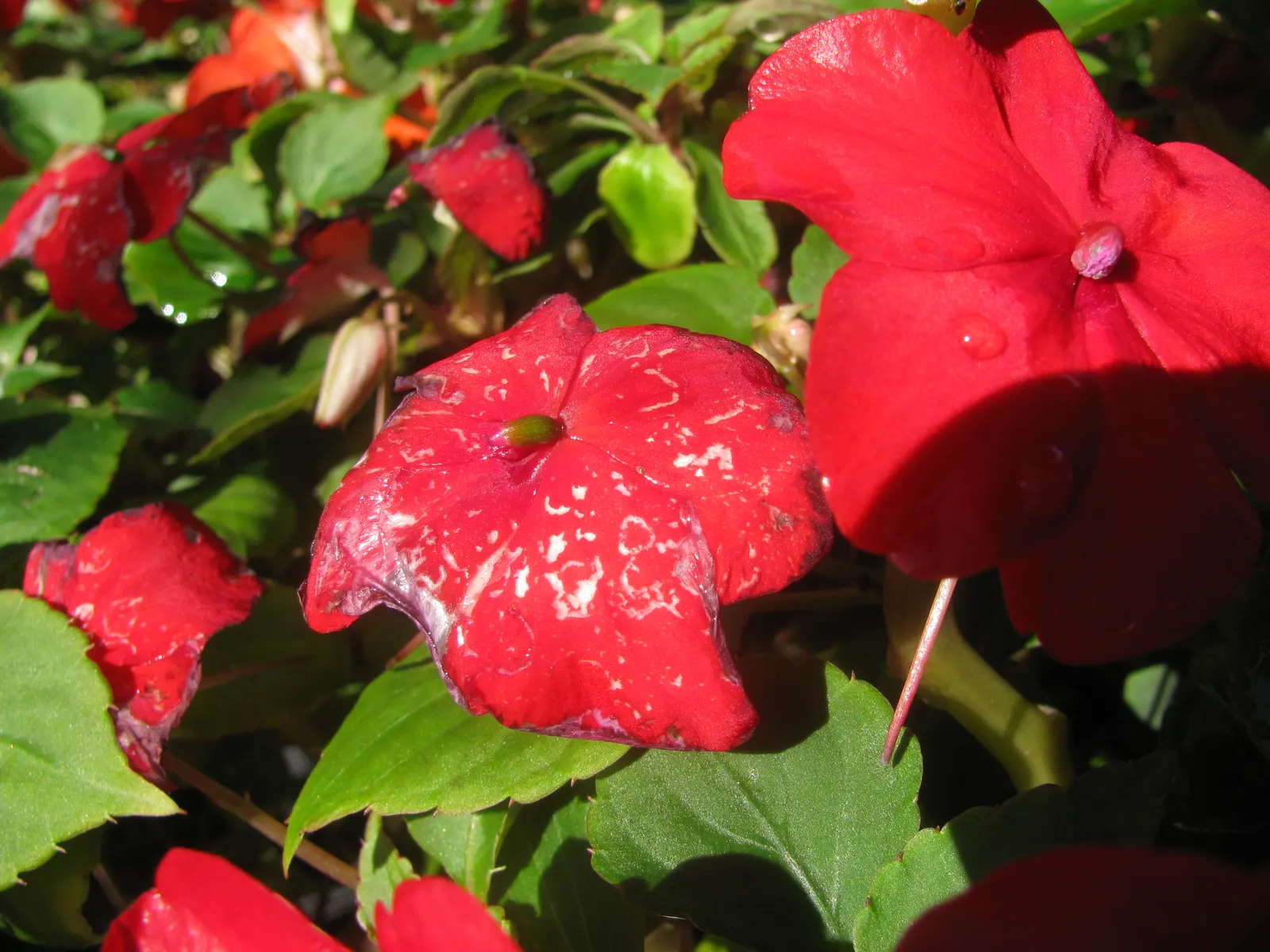 Impatiens, Busy Lizzie (Impatiens Walleriana) — annual / ground cover / perennial for half or shade; enriching the horticultural tapestry of any shaded garden