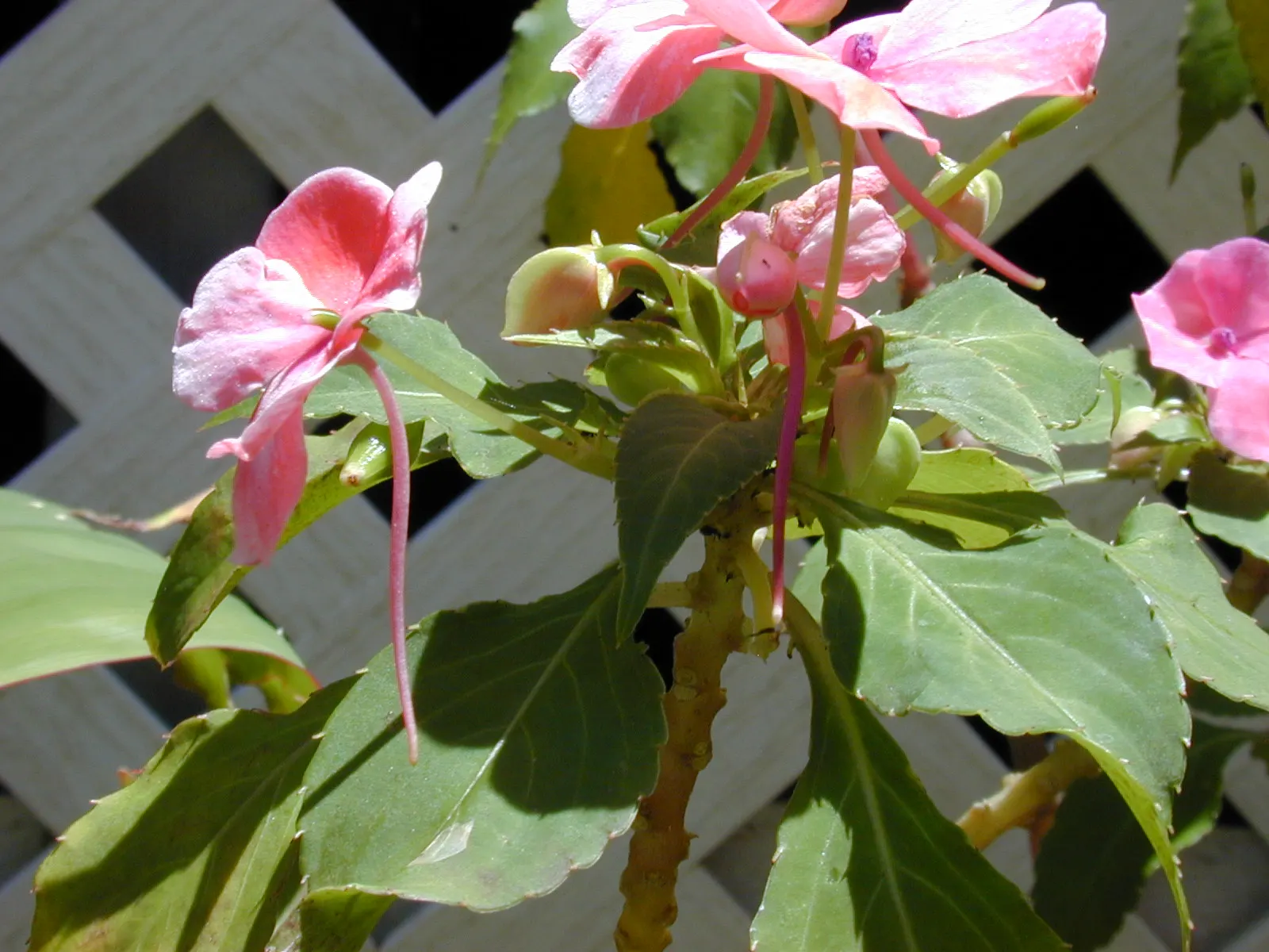 Impatiens, Busy Lizzie (Impatiens Walleriana) — lavender and pink and red and violet flowers in the garden; their succulent stems are laden with, image 158