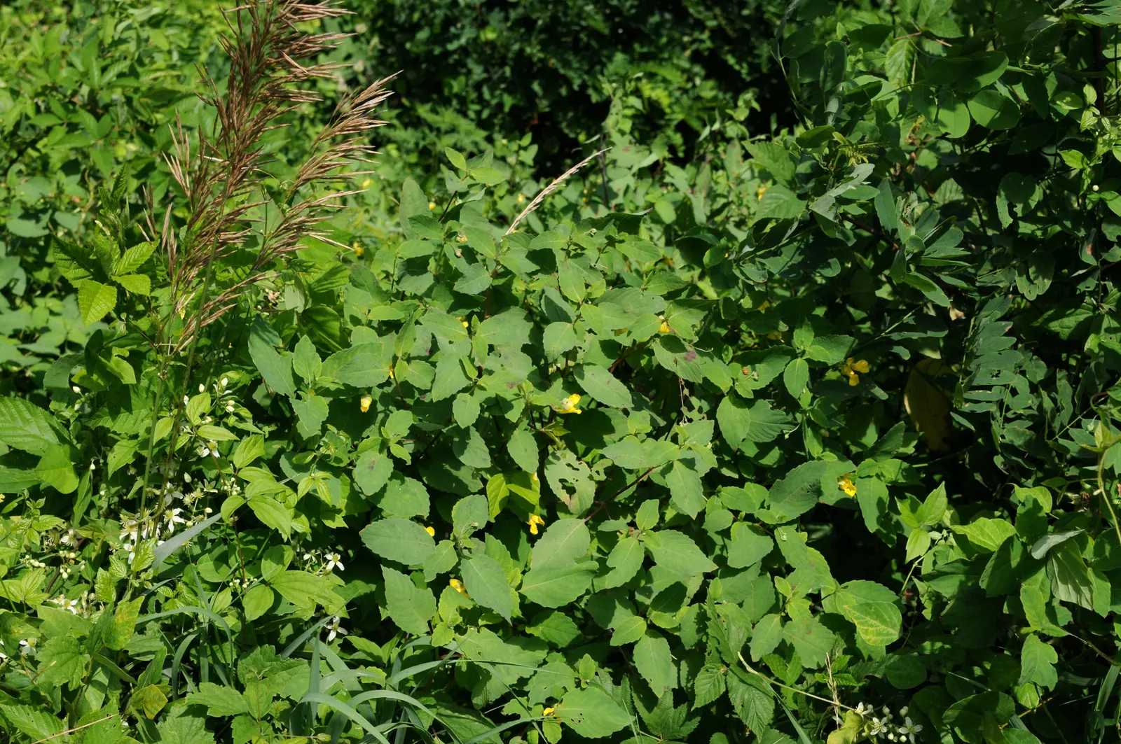 Impatiens, Busy Lizzie (Impatiens Walleriana) — It flourishes in partial to full shade conditions; especially in warmer climates, image 77