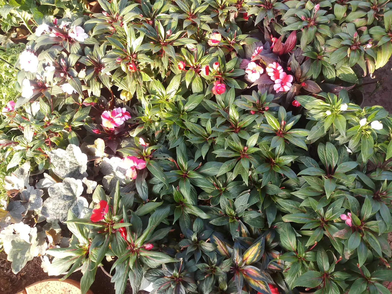 Impatiens, Busy Lizzie (Impatiens Walleriana) — green backdrop for the flowers.<br><br>Flowering from late spring to first frost