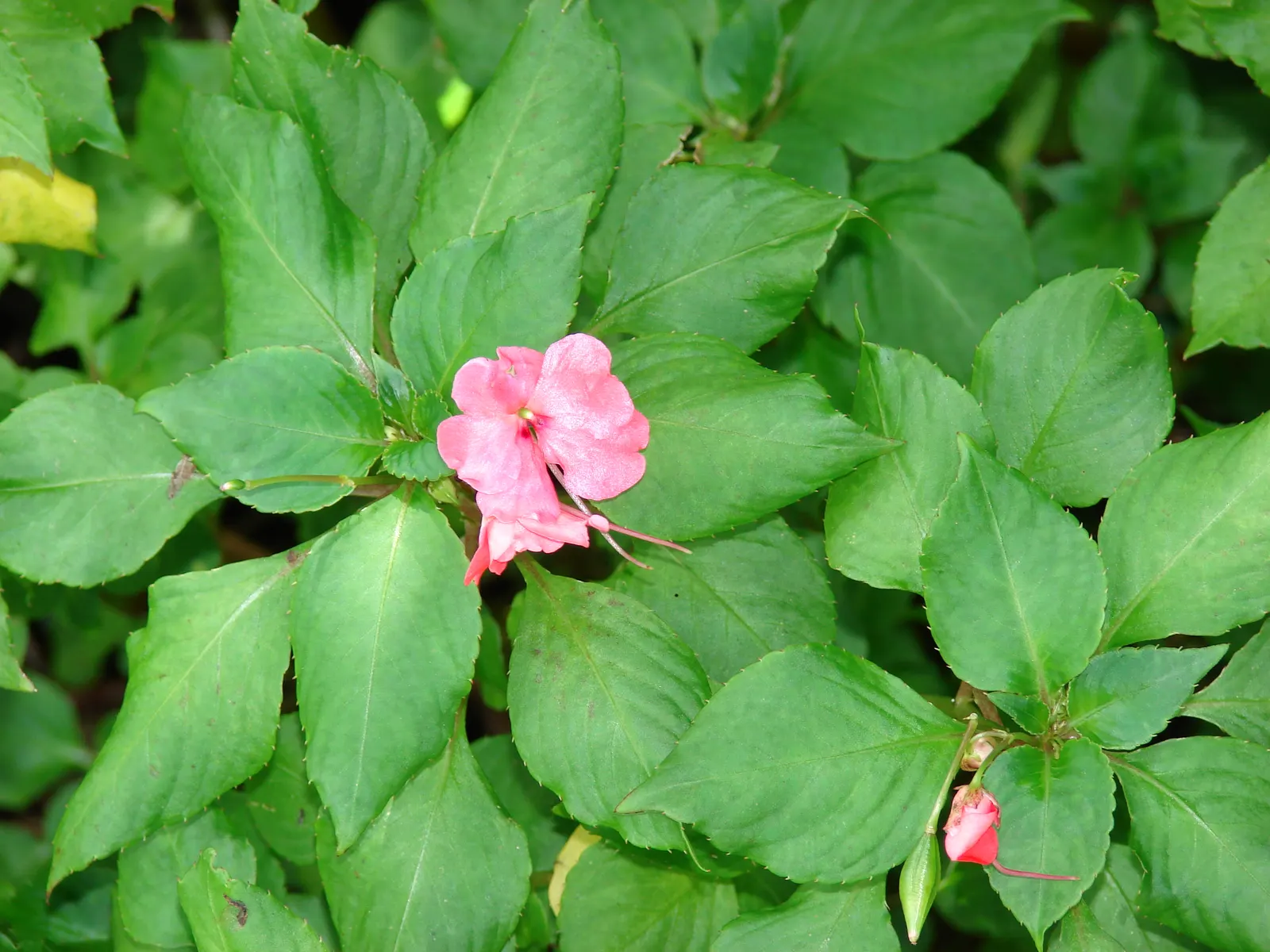 Impatiens, Busy Lizzie (Impatiens Walleriana) — Busy Lizzie requires moist; well-drained soil and offers a continuous display of blooms from spring, image 102