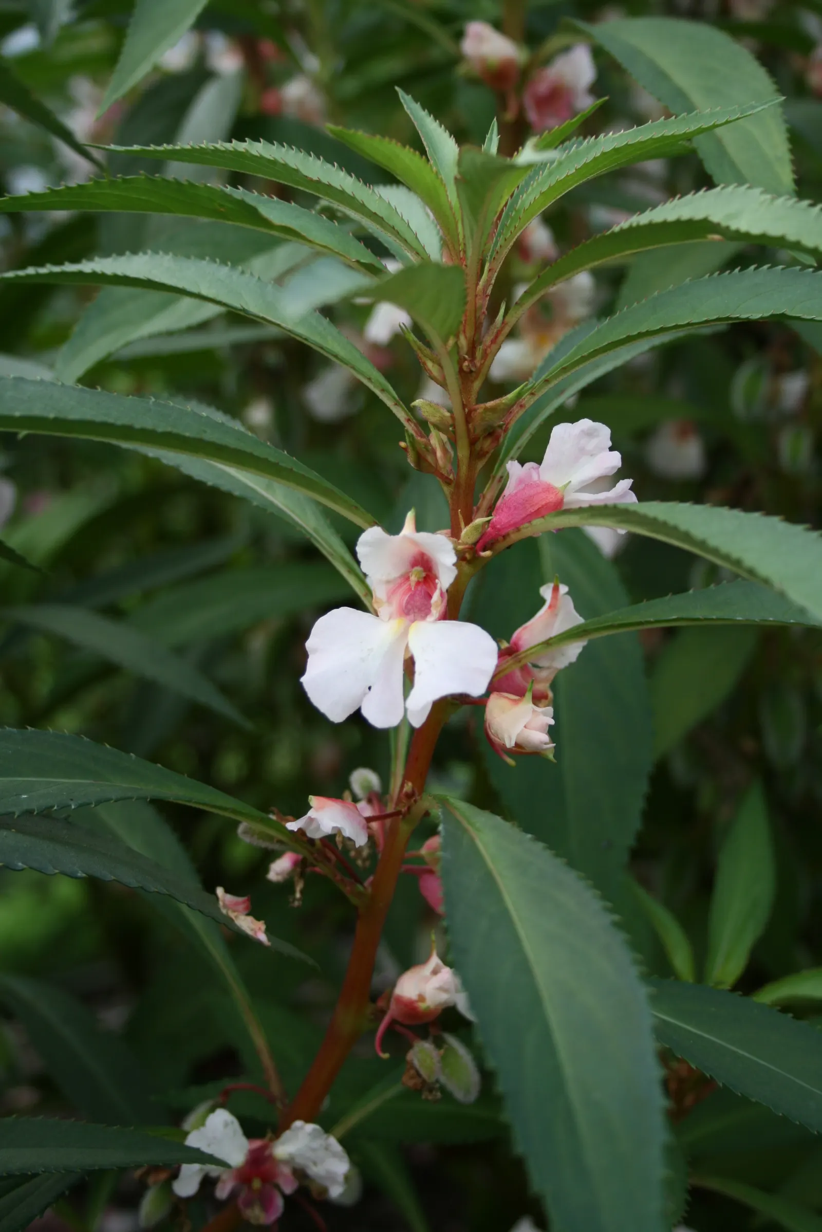 Impatiens, Busy Lizzie (Impatiens Walleriana) — These low-maintenance plants require minimal fertilization and are relatively pest-resistant; which, image 91