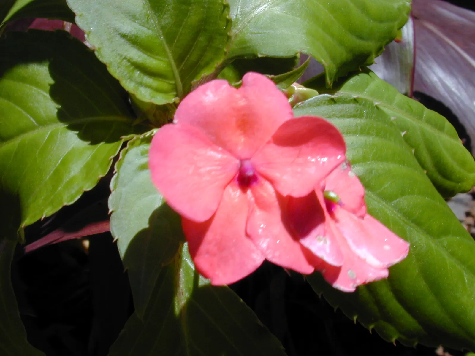 Impatiens, Busy Lizzie (Impatiens Walleriana) — Busy Lizzie requires moist; well-drained soil and offers a continuous display of blooms from spring, image 166