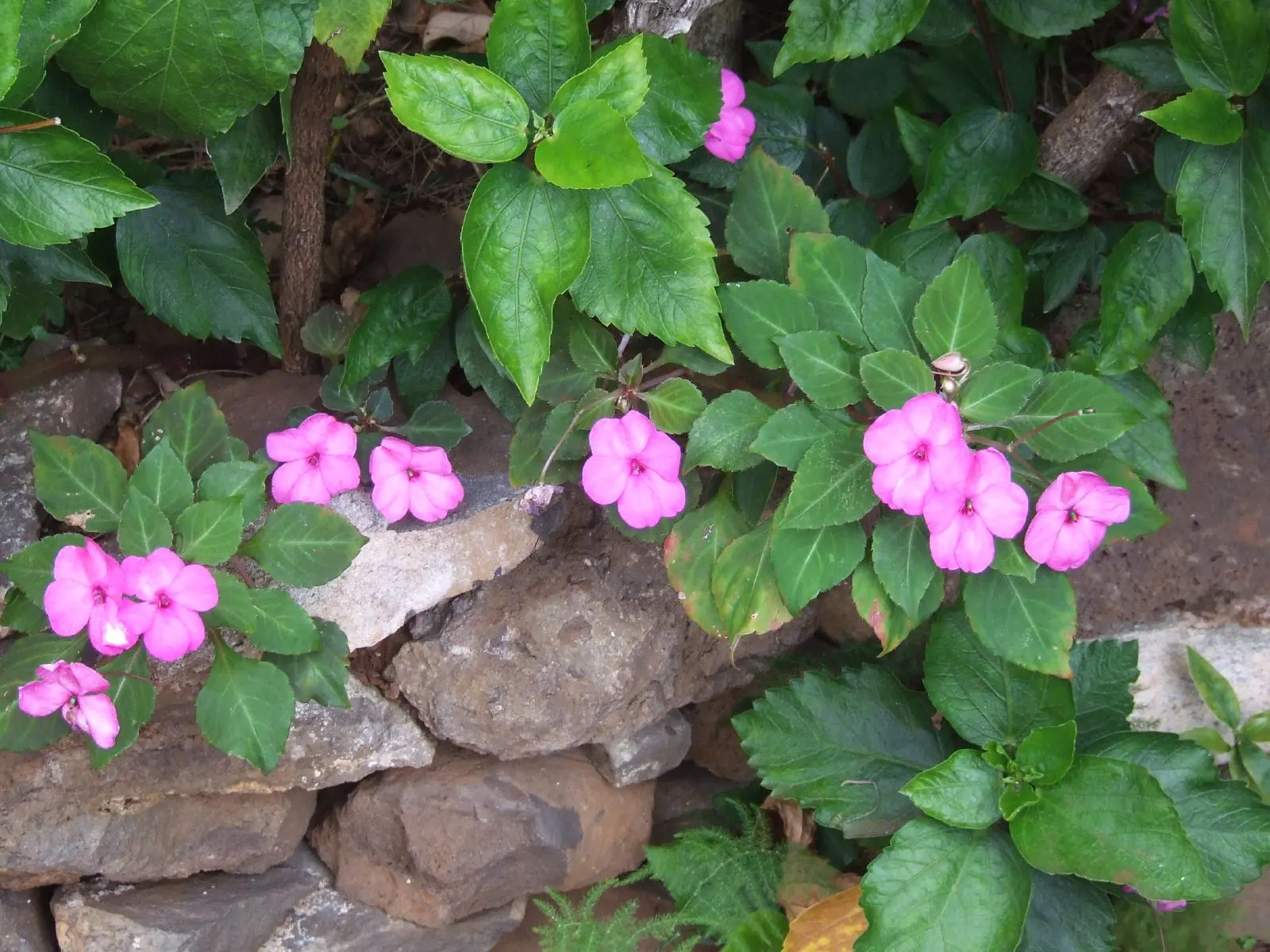 Impatiens, Busy Lizzie (Impatiens Walleriana) — each measuring about 1 to 2 inches in diameter; it flourishes in partial to full shade, reaching a, image 83
