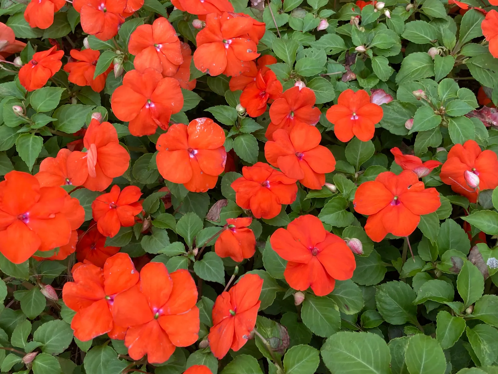 Impatiens, Busy Lizzie (Impatiens Walleriana) — colorful blossoms ranging from white to pink; but care should be taken to avoid waterlogging, image 132