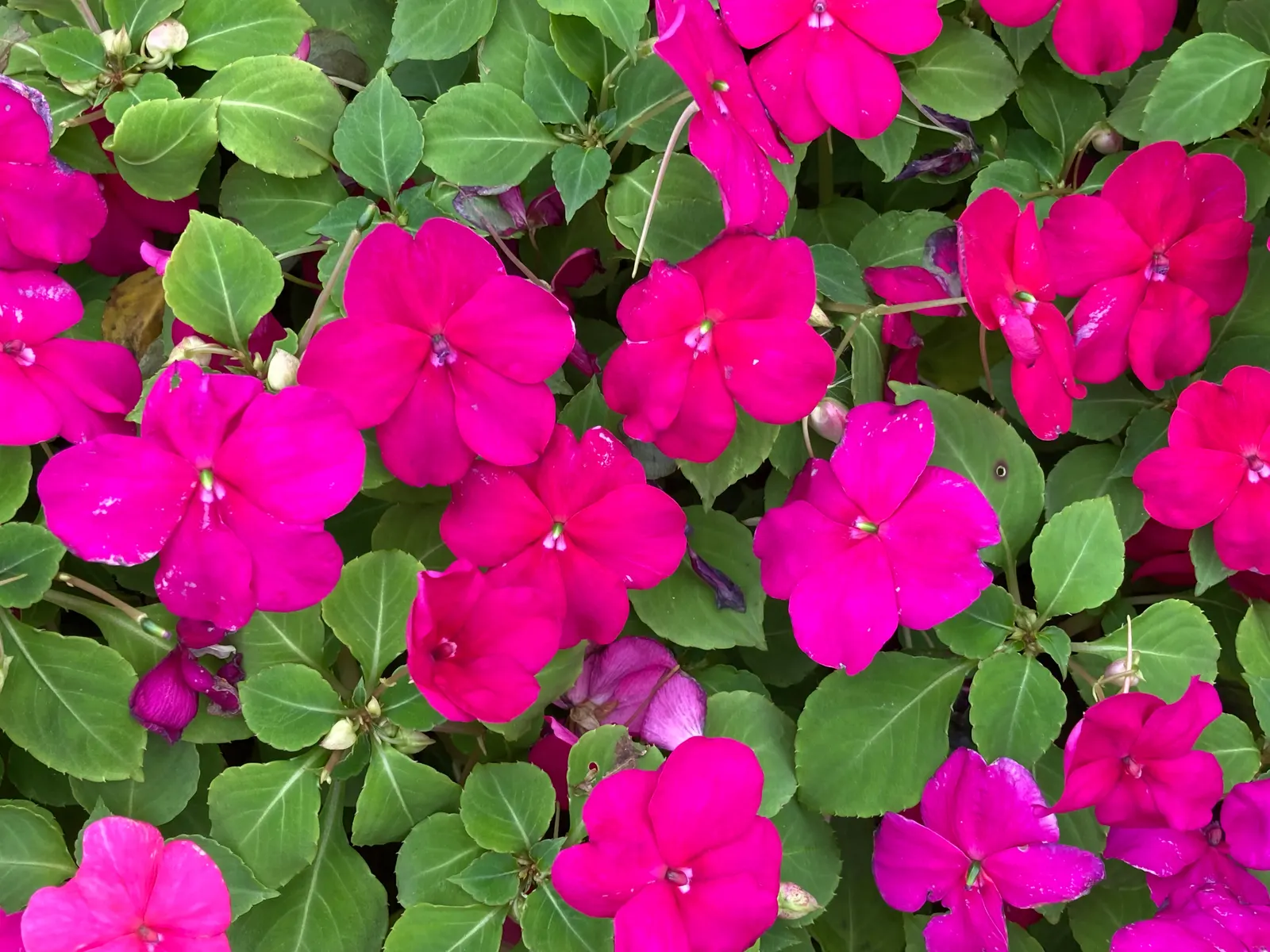 Impatiens, Busy Lizzie (Impatiens Walleriana) — ensuring a lush undergrowth or border display without overwhelming nearby plantings; annual /, image 142