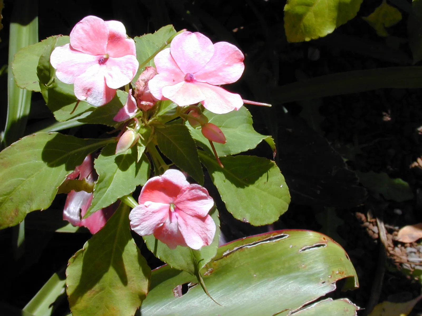 Impatiens, Busy Lizzie (Impatiens Walleriana) — Their succulent stems are laden with glossy; busy Lizzie requires moist, image 175