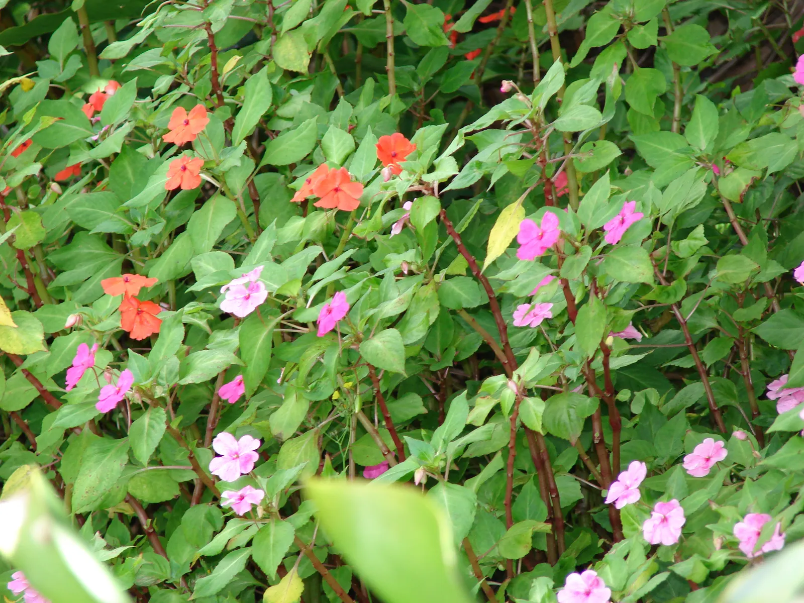 Impatiens, Busy Lizzie (Impatiens Walleriana) — enriching the horticultural tapestry of any shaded garden space