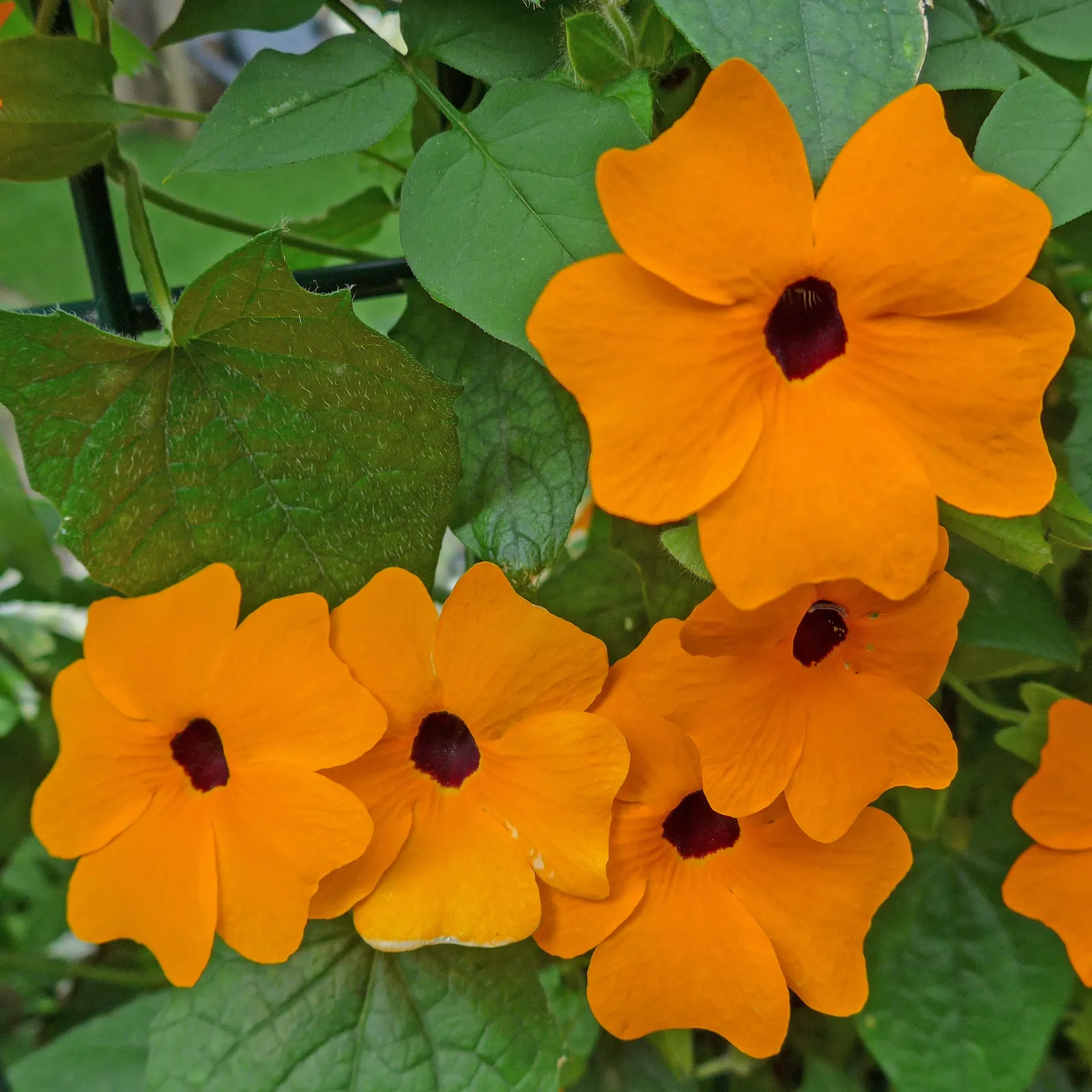 Impatiens, Busy Lizzie (Impatiens Walleriana) — often grown as an annual in temperate climates; this herbaceous perennial, image 75