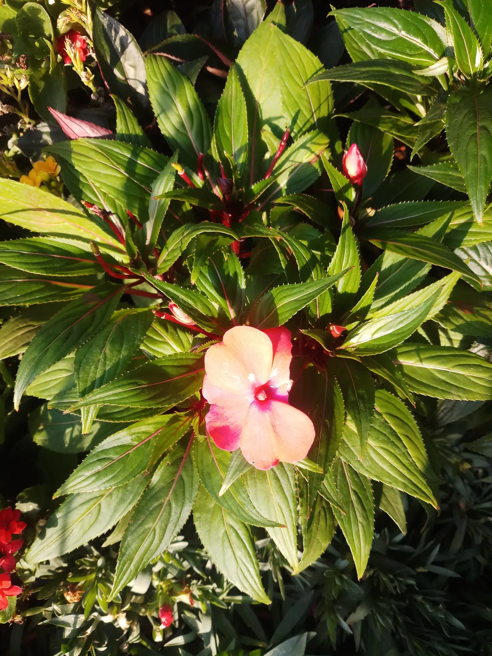 Impatiens, Busy Lizzie (Impatiens Walleriana) — Busy Lizzie requires moist; well-drained soil and offers a continuous display of blooms from spring to frost