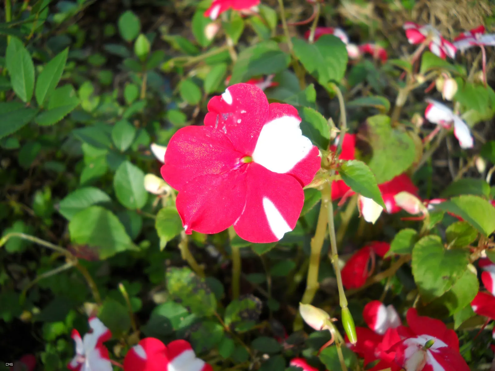 Impatiens, Busy Lizzie (Impatiens Walleriana) — green backdrop for the flowers.<br><br>Flowering from late spring to first frost; the blooms come, image 177