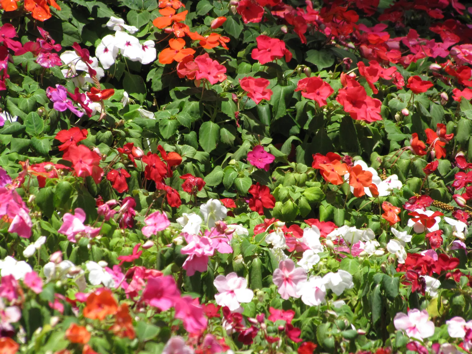 Impatiens, Busy Lizzie (Impatiens Walleriana) — Its glossy foliage is a lush backdrop for its profuse
