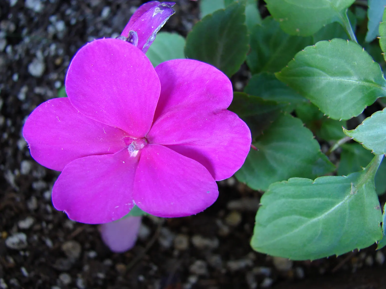 Impatiens, Busy Lizzie (Impatiens Walleriana) — It flourishes in partial to full shade, reaching a height of 6-24 inches with an equal spread; often grown as