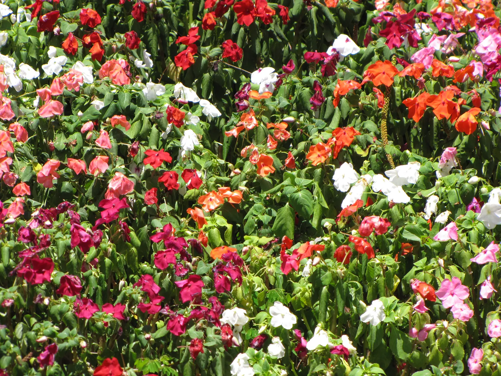 Impatiens, Busy Lizzie (Impatiens Walleriana) — ensuring a lush undergrowth or border display without overwhelming nearby plantings