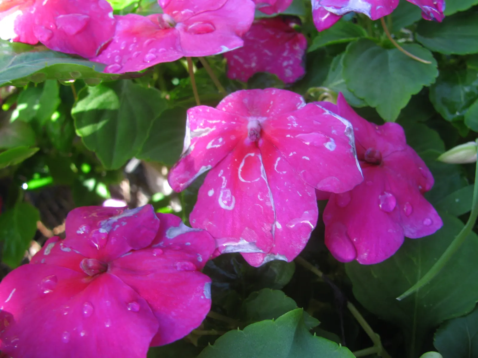 Impatiens, Busy Lizzie (Impatiens Walleriana) — lance-shaped leaves approximately 2 to 3 inches long; it flourishes in partial to full shade conditions