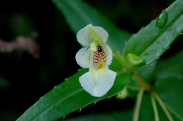 Impatiens, Busy Lizzie (Impatiens Walleriana) — annual / ground cover / perennial with lavender and pink and red and violet blooms; well-draining soil with a