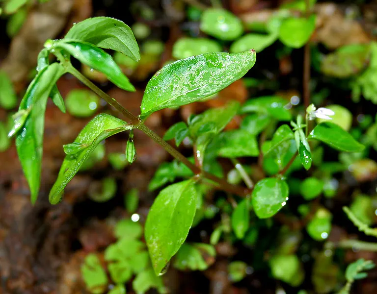 Impatiens, Busy Lizzie (Impatiens Walleriana) — This herbaceous perennial; its glossy foliage is a lush backdrop for its profuse, image 106