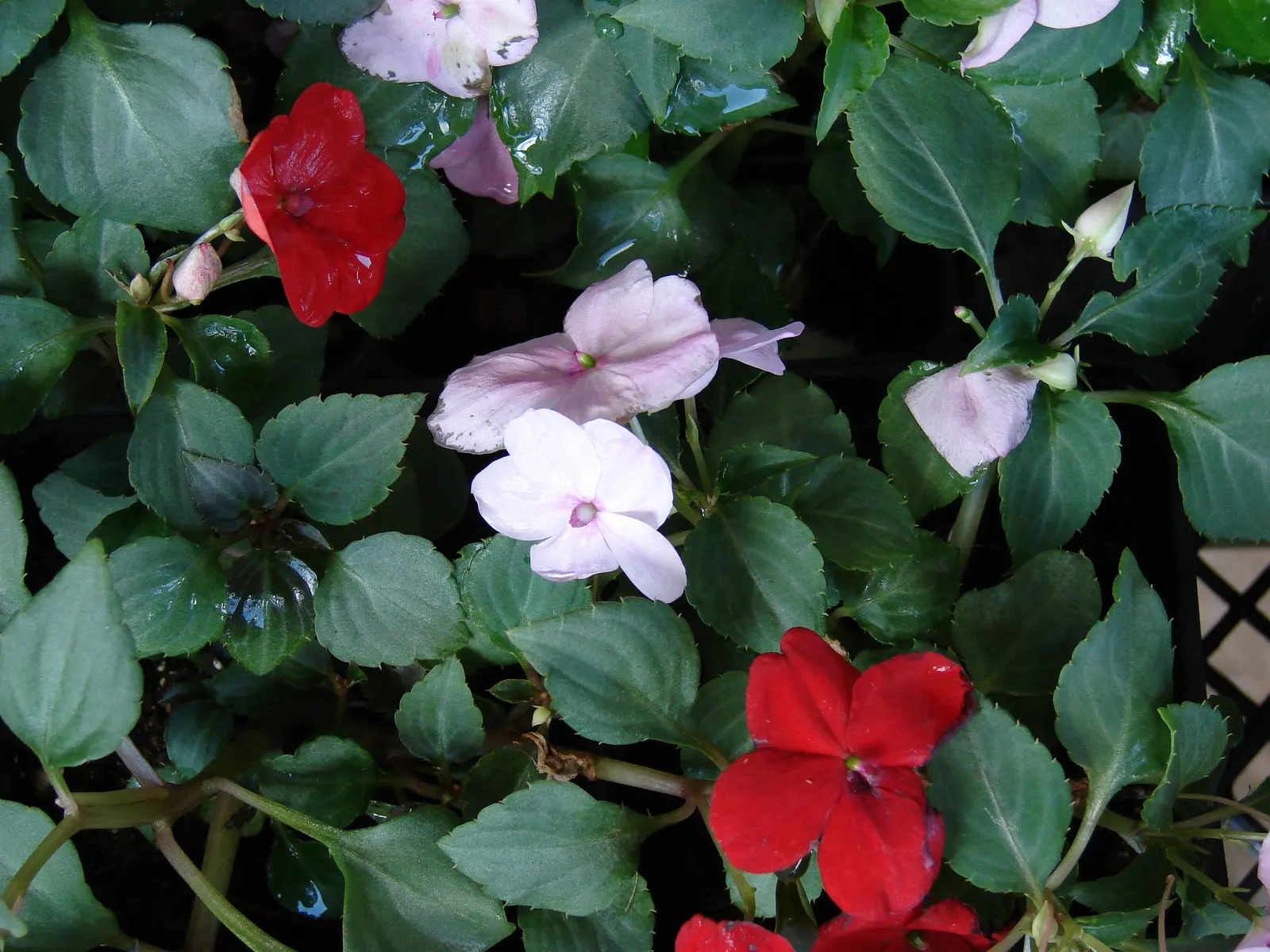 Impatiens, Busy Lizzie (Impatiens Walleriana) — These low-maintenance plants require minimal fertilization and are relatively pest-resistant; which can lead to