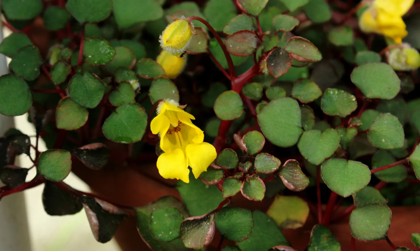 Impatiens, Busy Lizzie (Impatiens Walleriana) — but care should be taken to avoid waterlogging; thrives in USDA hardiness zones 10 to 11, image 89