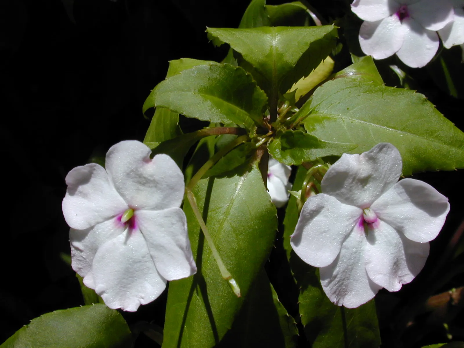 Impatiens, Busy Lizzie (Impatiens Walleriana) — It flourishes in partial to full shade conditions; especially in warmer climates