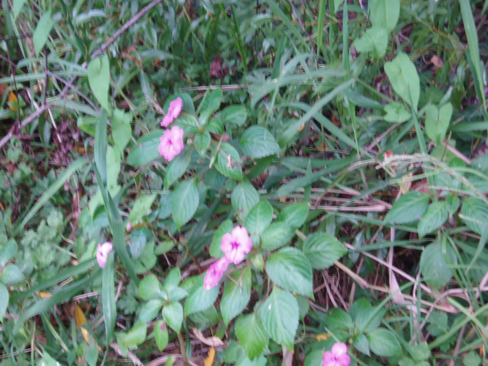 Impatiens, Busy Lizzie (Impatiens Walleriana) — green backdrop for the flowers.<br><br>Flowering from late spring to first frost; the blooms come, image 81