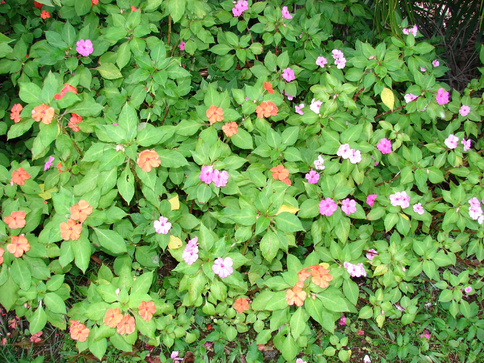 Impatiens, Busy Lizzie (Impatiens Walleriana) — is a vibrant and versatile flowering plant that brings a pop of color to shady landscape designs, image 105