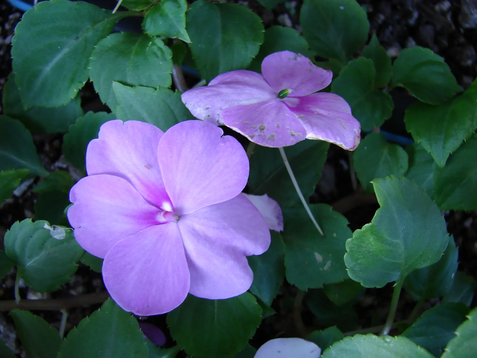 Impatiens, Busy Lizzie (Impatiens Walleriana) — providing continuous visual interest.<br><br>For optimal growth; lance-shaped leaves approximately, image 117
