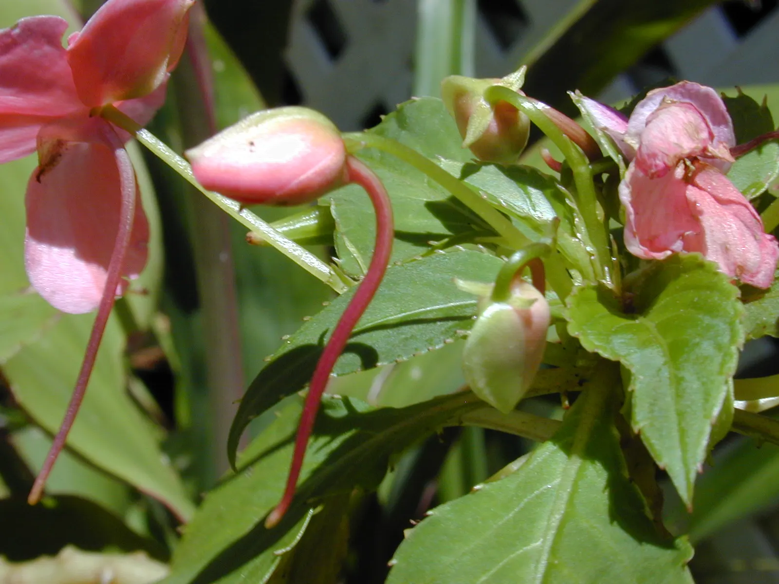 Impatiens, Busy Lizzie (Impatiens Walleriana) — Busy Lizzies produce an abundance of single or double blooms; these low-maintenance plants require minimal