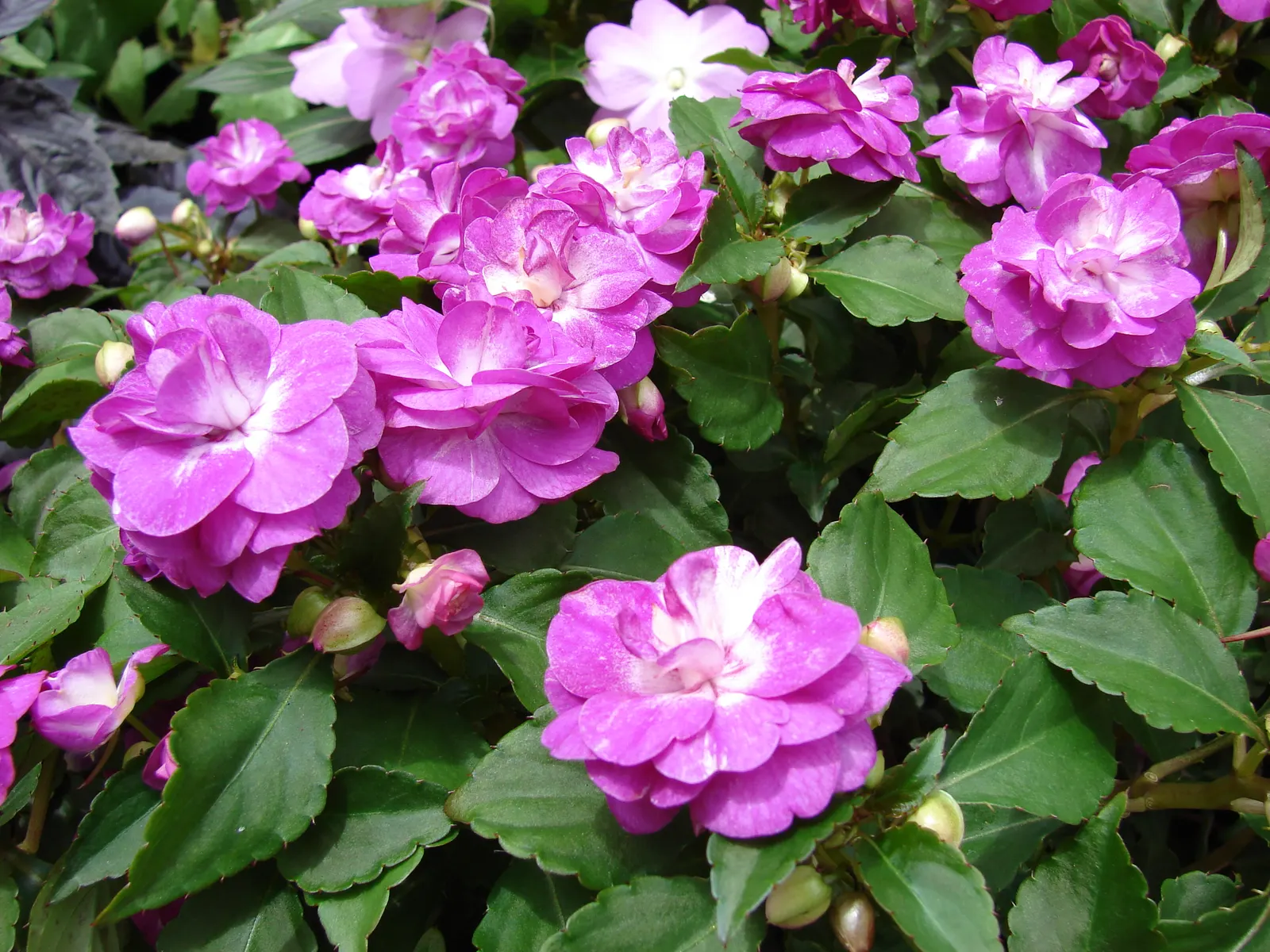 Impatiens, Busy Lizzie (Impatiens Walleriana) — lavender and pink and red and violet flowers in the garden; their succulent stems are laden with glossy