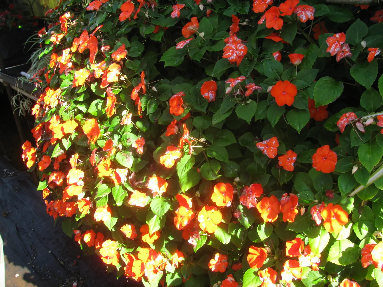 Impatiens, Busy Lizzie (Impatiens Walleriana) — Its glossy foliage is a lush backdrop for its profuse; busy Lizzies produce an abundance of single, image 131