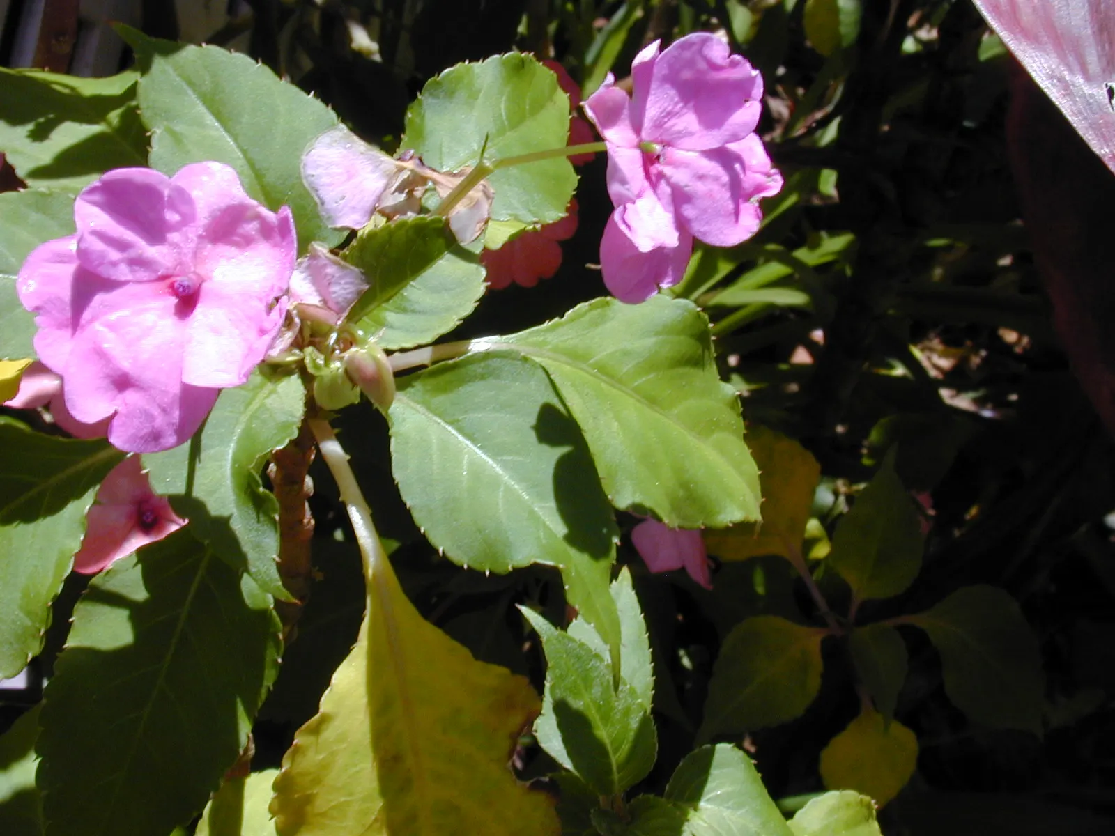 Impatiens, Busy Lizzie (Impatiens Walleriana) — Impatiens walleriana, commonly known as Busy Lizzie, is a vibrant, shade-loving annual; colorful, image 97