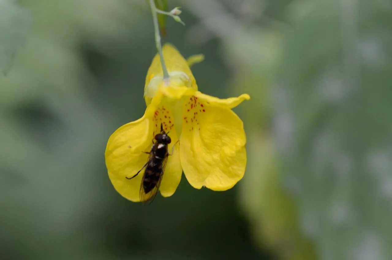 Impatiens, Busy Lizzie (Impatiens Walleriana) — green backdrop for the flowers.<br><br>Flowering from late spring to first frost; the blooms come in a variety