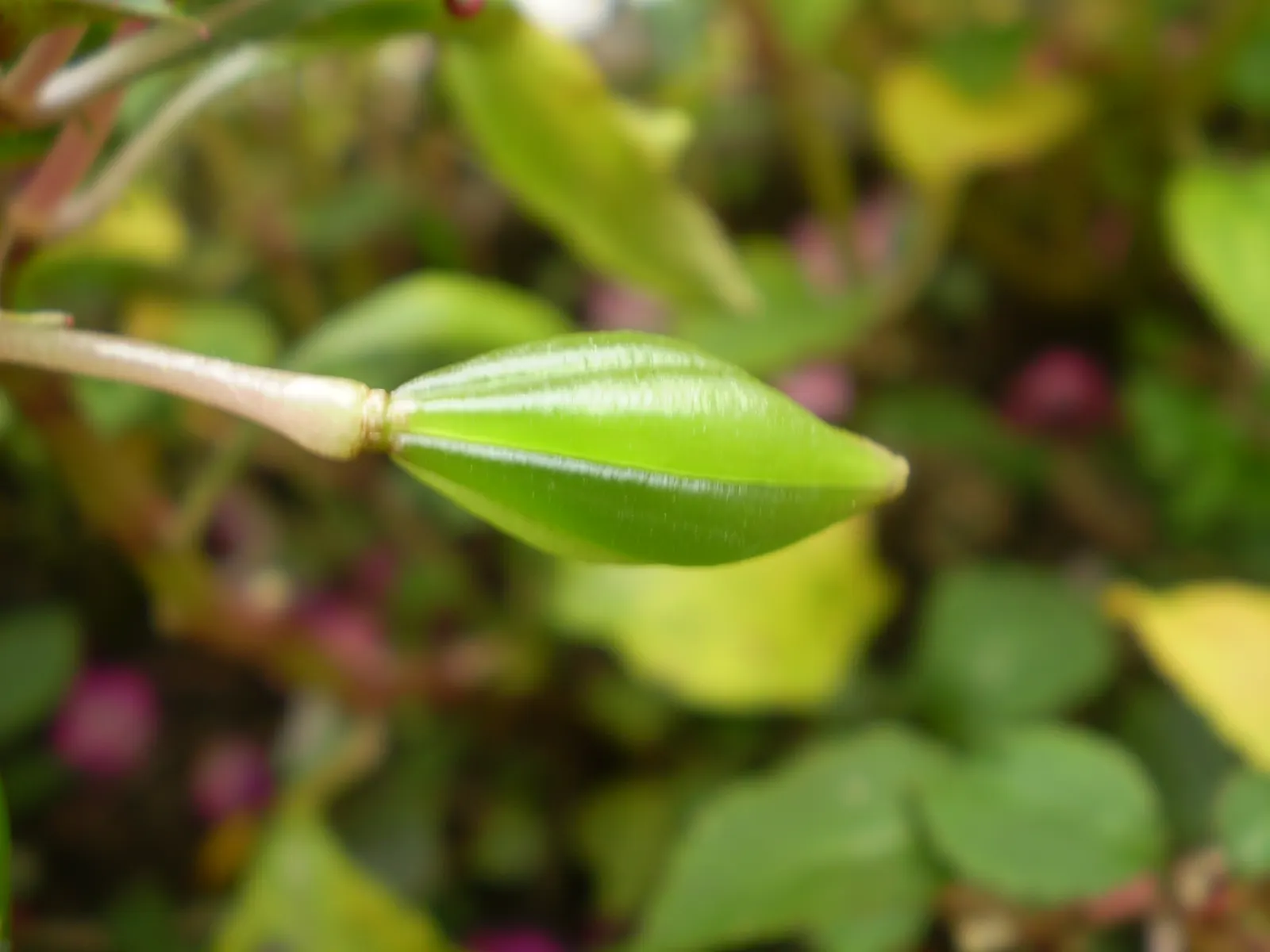 Impatiens, Busy Lizzie (Impatiens Walleriana) — which can lead to root rot; each measuring about 1 to 2 inches in diameter, image 122
