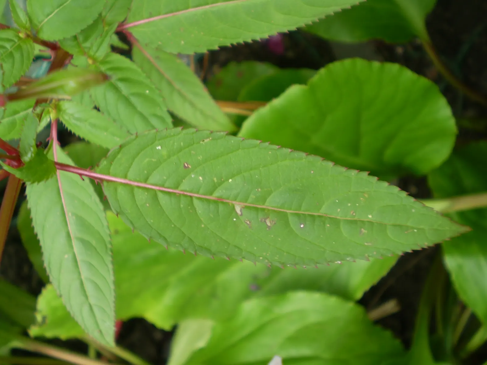 Impatiens, Busy Lizzie (Impatiens Walleriana) — commonly referred to as Busy Lizzie; providing continuous visual interest.<br><br>For optimal growth, image 104