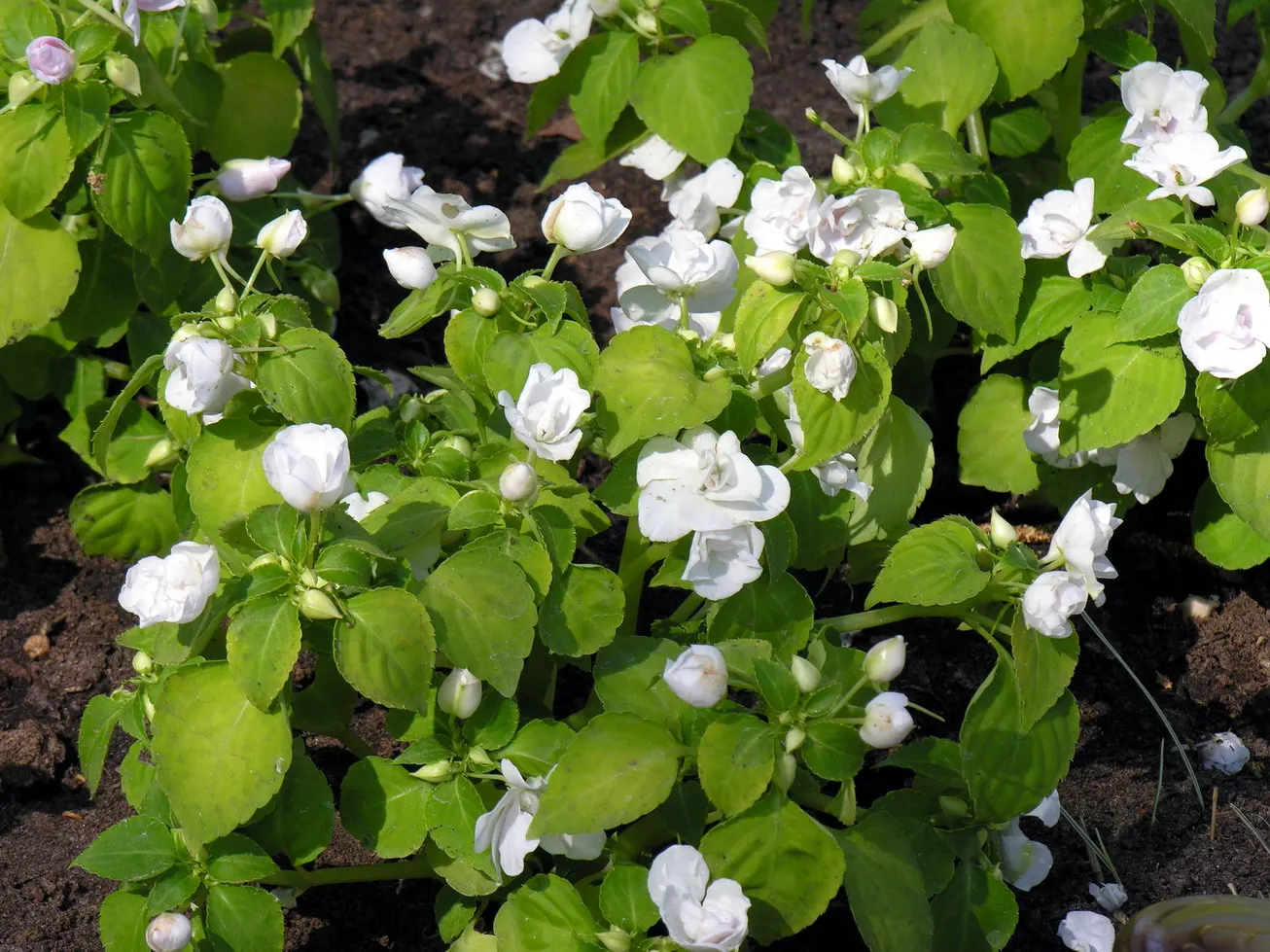 Impatiens, Busy Lizzie (Impatiens Walleriana) — lance-shaped leaves approximately 2 to 3 inches long; it flourishes in partial to full shade, image 80