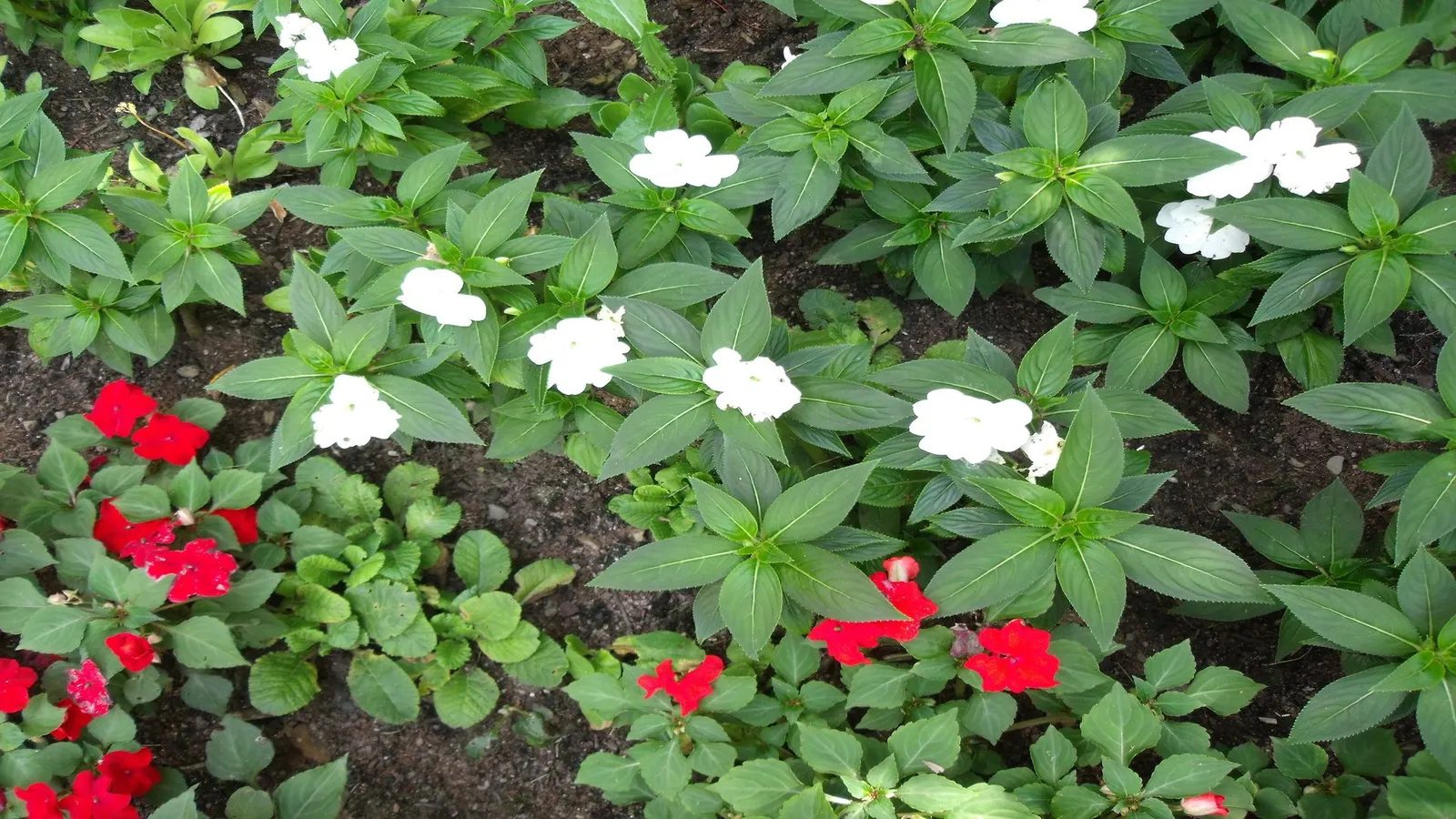 Impatiens, Busy Lizzie (Impatiens Walleriana) — lavender and pink and red and violet flowers in the garden; their succulent stems are laden with, image 94