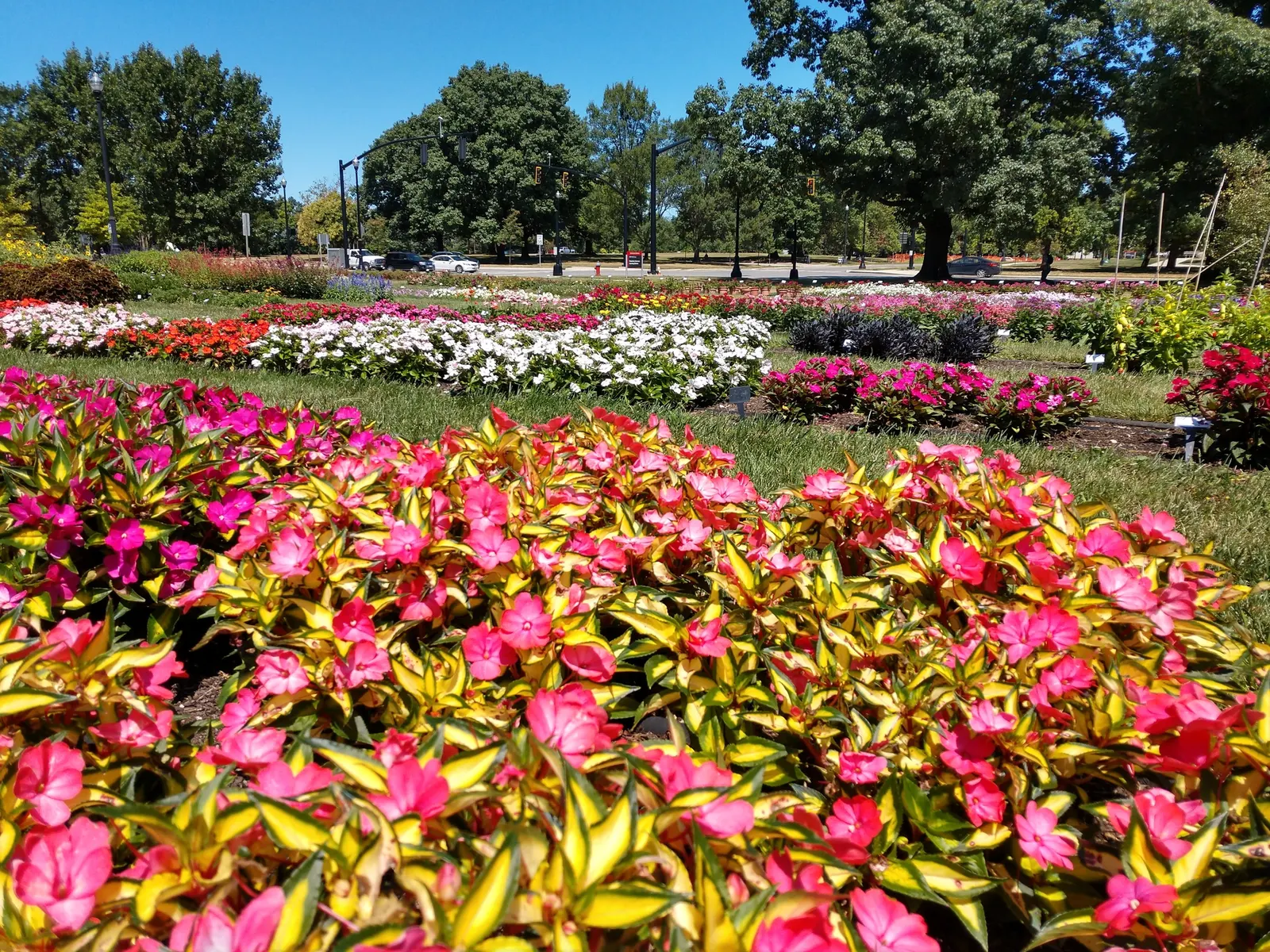 Impatiens, Busy Lizzie (Impatiens Walleriana) — but care should be taken to avoid waterlogging; thrives in USDA hardiness zones 10 to 11, image 121